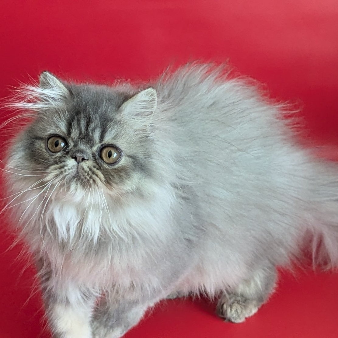 Pavlik Persian male, blue tabby