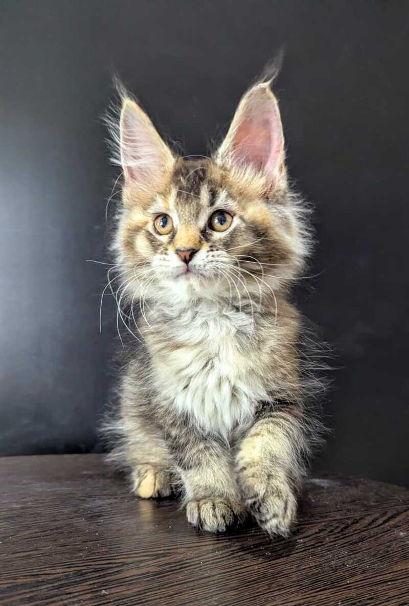 Cutie Maine Coon female black tortie ticked tabby live animals