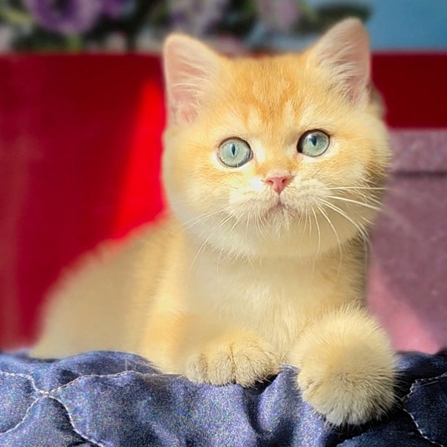 Timka British Shorthair male, black golden chinchilla