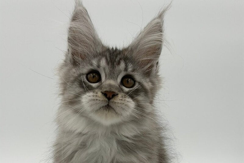 Kleo Maine Coon male black silver tabby - live animals