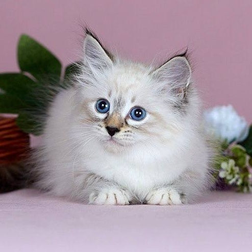 Jackson Siberian male, black with white tabby pointed
