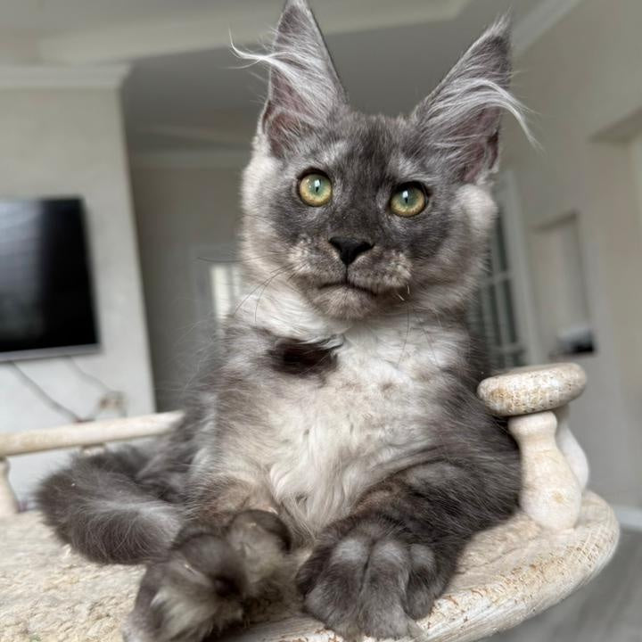 Kupidon Maine Coon male, black silver with white