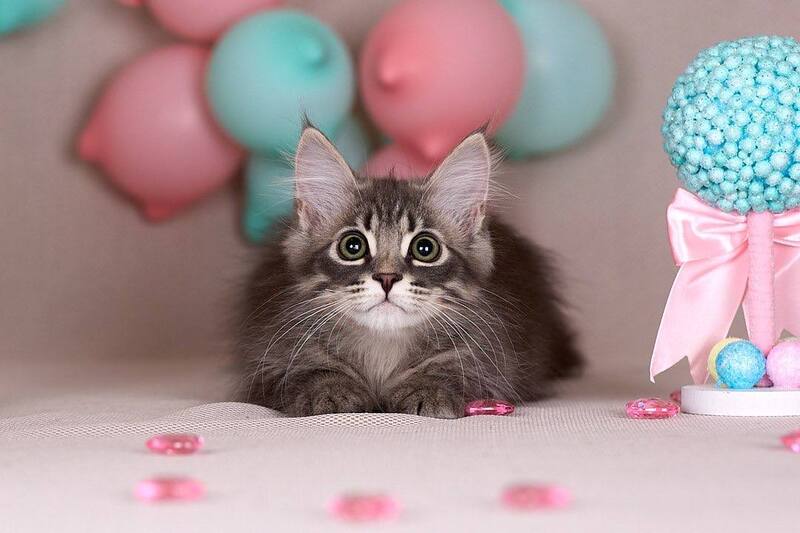 Fellix Siberian male blue with white spotted tabby - live animals
