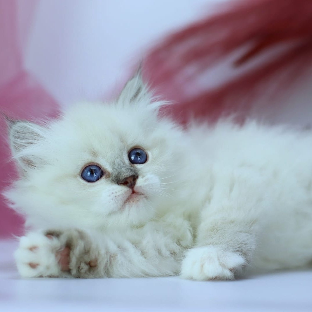 Hennessy Siberian male, blue with white tabby pointed