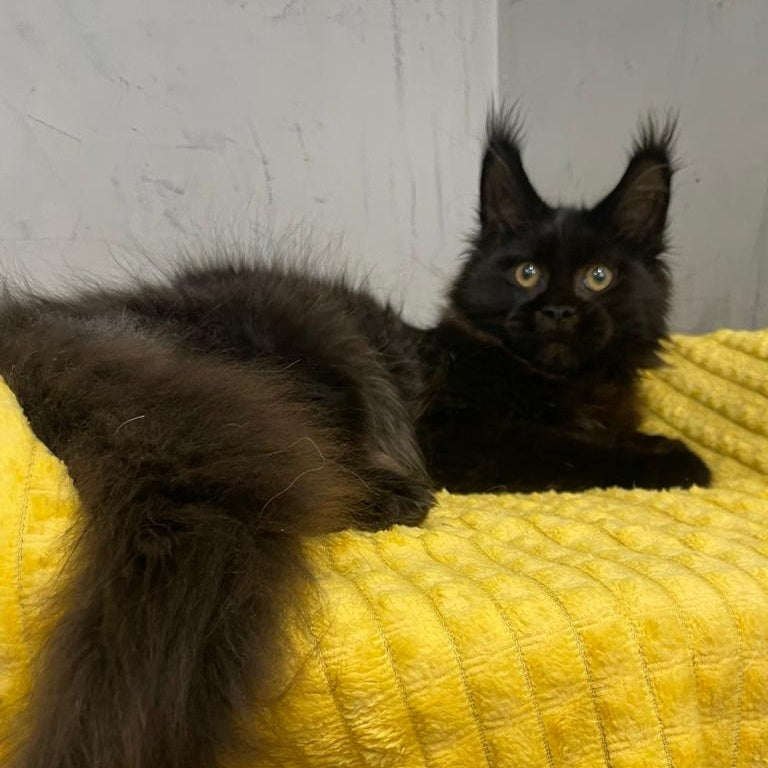 Potap Maine Coon male, black
