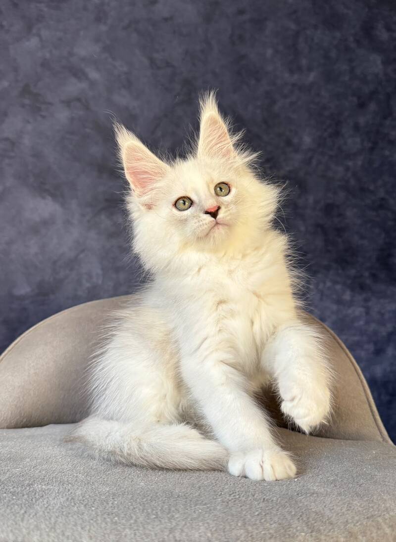 Glen Ellen Maine Coon female, black tortie silver shaded