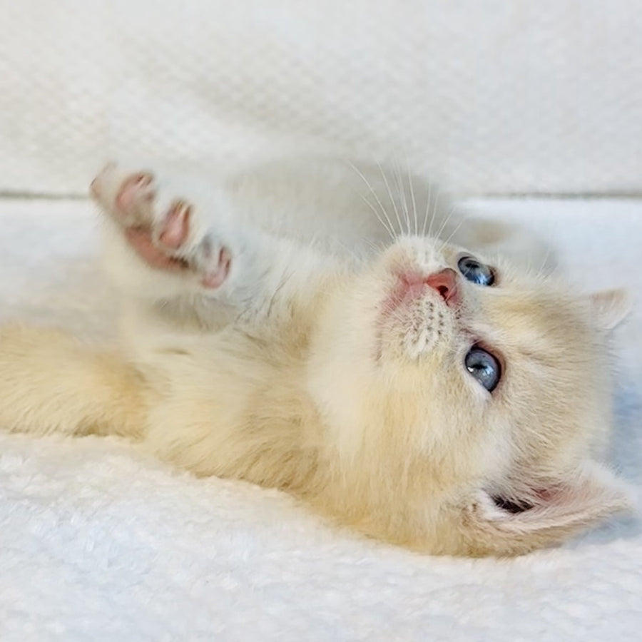 Galaxy Star British Shorthair male, lilac golden shaded