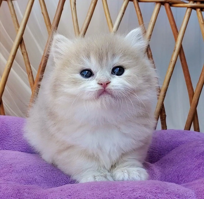 Zara British Longhair female blue golden shaded - live animals