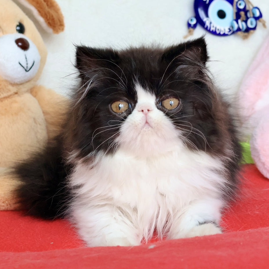 Yum Yum Persian male, black bicolour