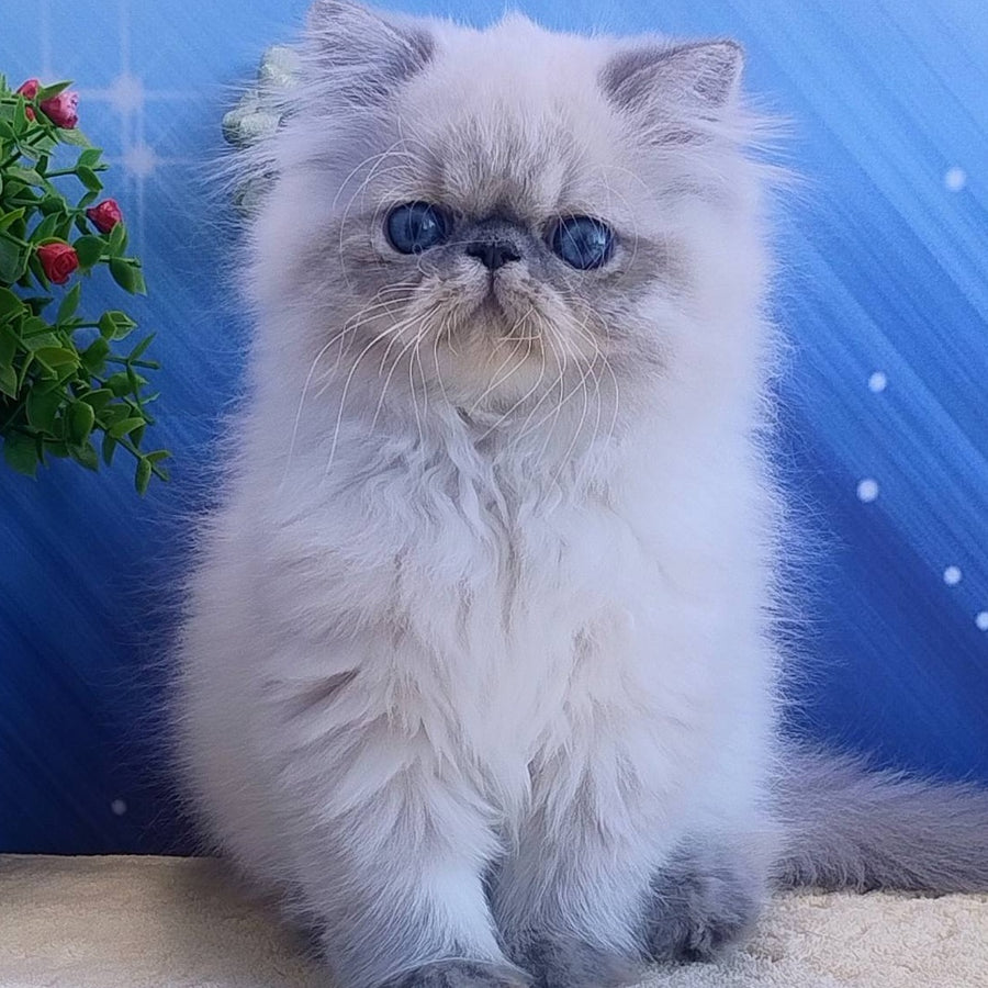 Hogan Persian male, blue tabby pointed