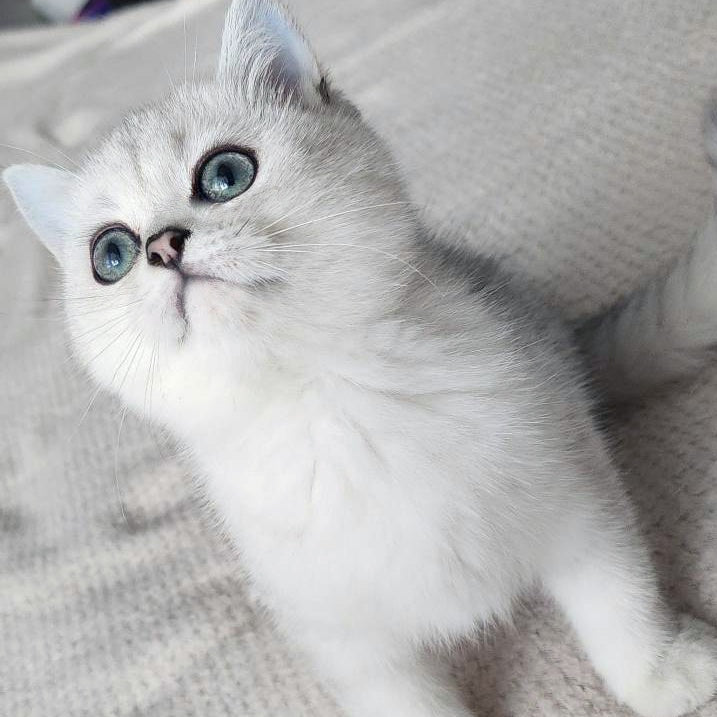 Kardinal British Shorthair male, black silver shaded