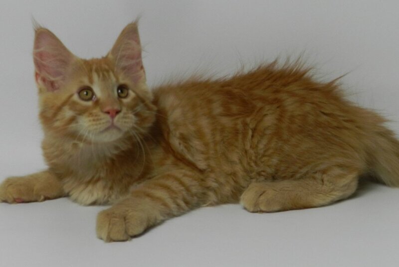 Dexter Maine Coon male, red