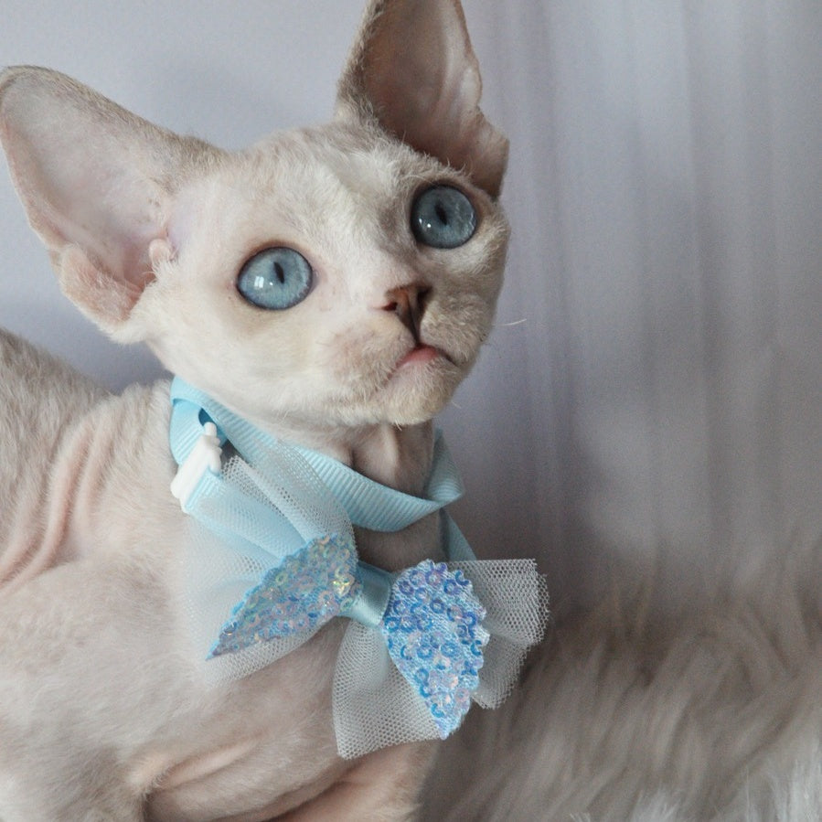 Tolik Devon Rex male, blue bicolour pointed