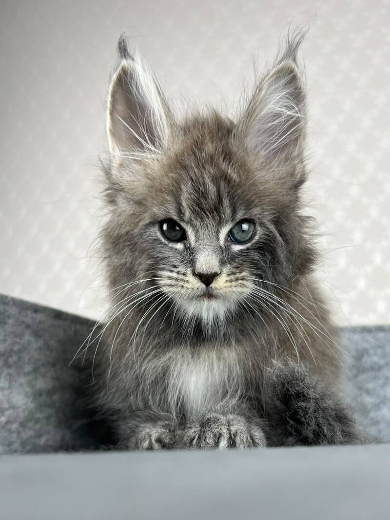 Pop Star Maine Coon male, blue tabby