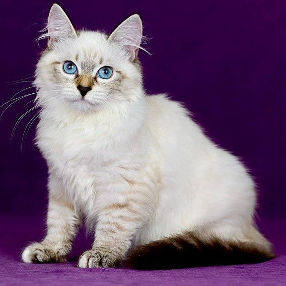 Jinnie Siberian female, black with white tabby pointed