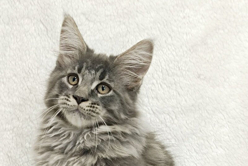 Leonis Maine Coon male, blue tabby