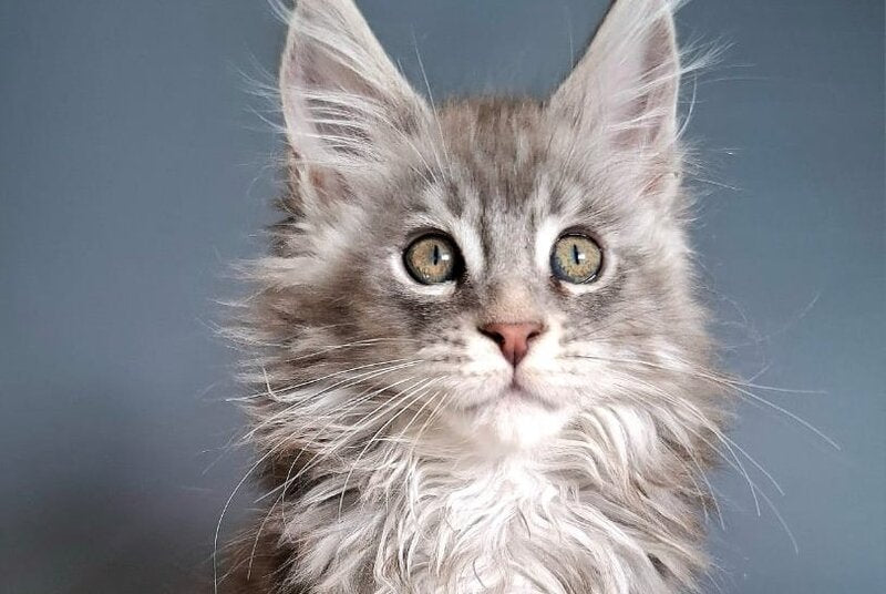 Edison Maine Coon male blue silver tabby - live animals