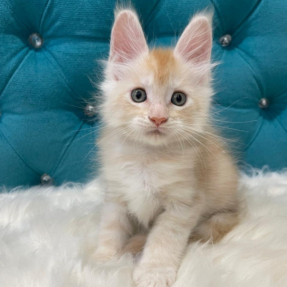 Timofey Maine Coon male, red silver