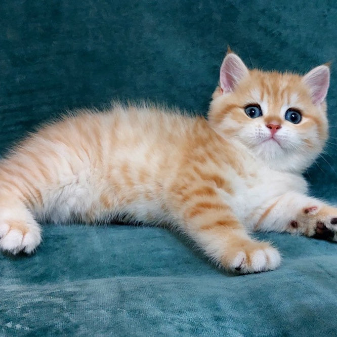 Kristopher British Shorthair male, black golden spotted tabby