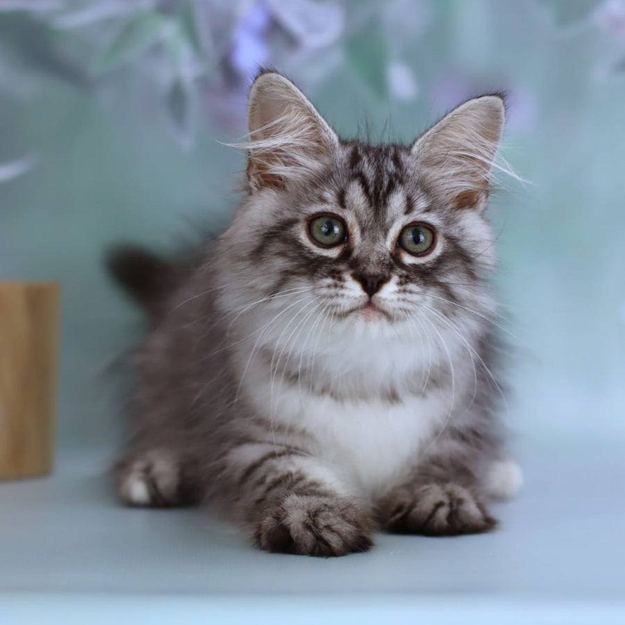 Germes Siberian male, black silver with white spotted tabby