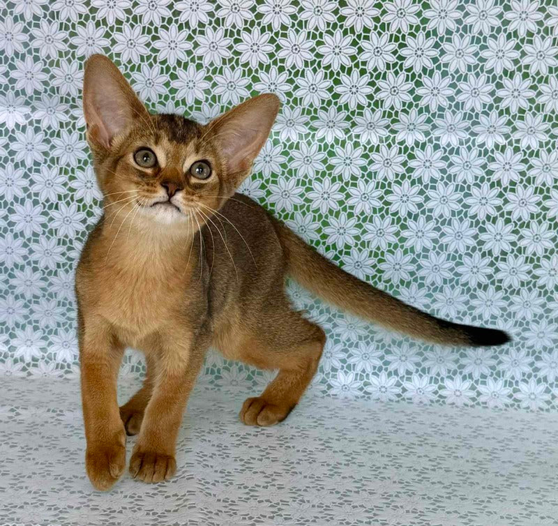 Elka Abyssinian female ruddy - live animals