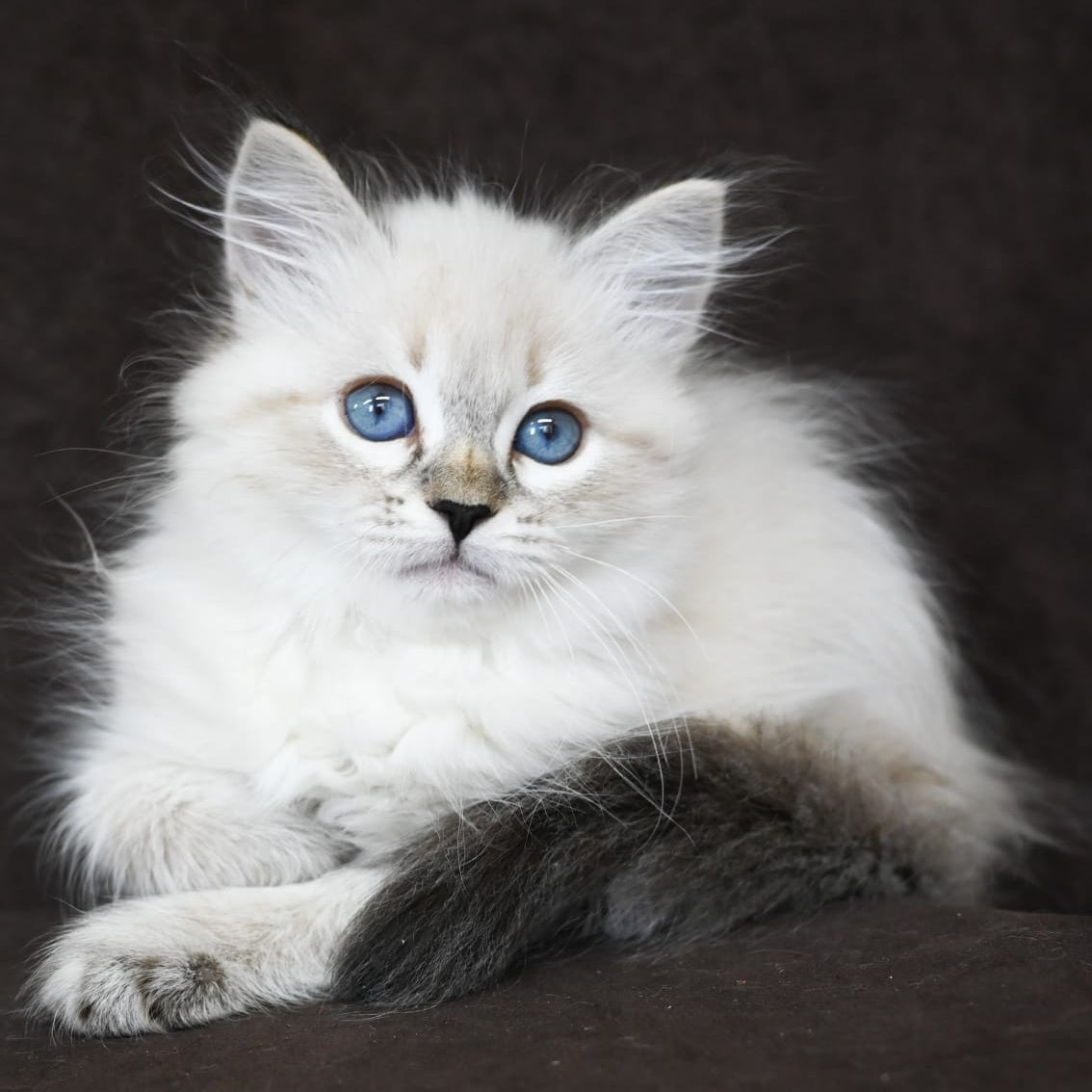 Kurt Siberian male, seal tabby pointed