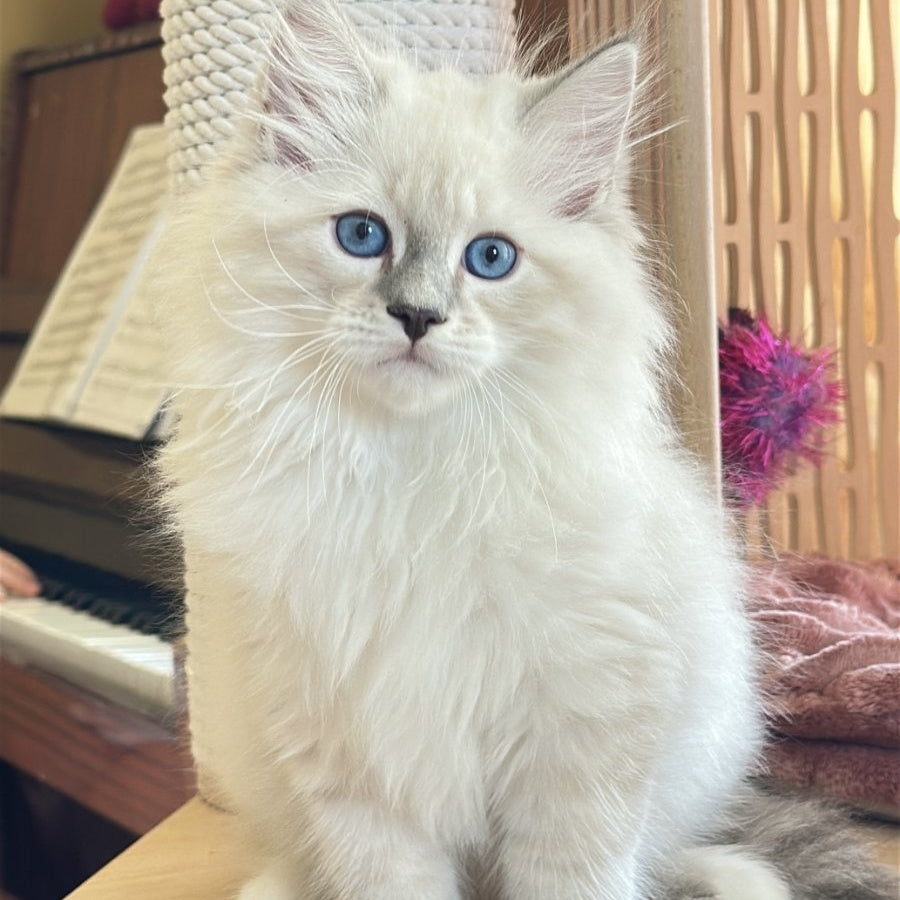 Zefir Siberian male, blue tabby pointed bicolour