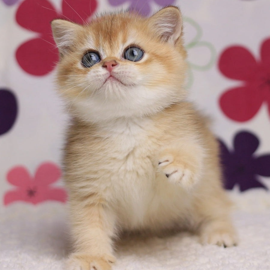 Ariel British Shorthair female, black golden chinchilla