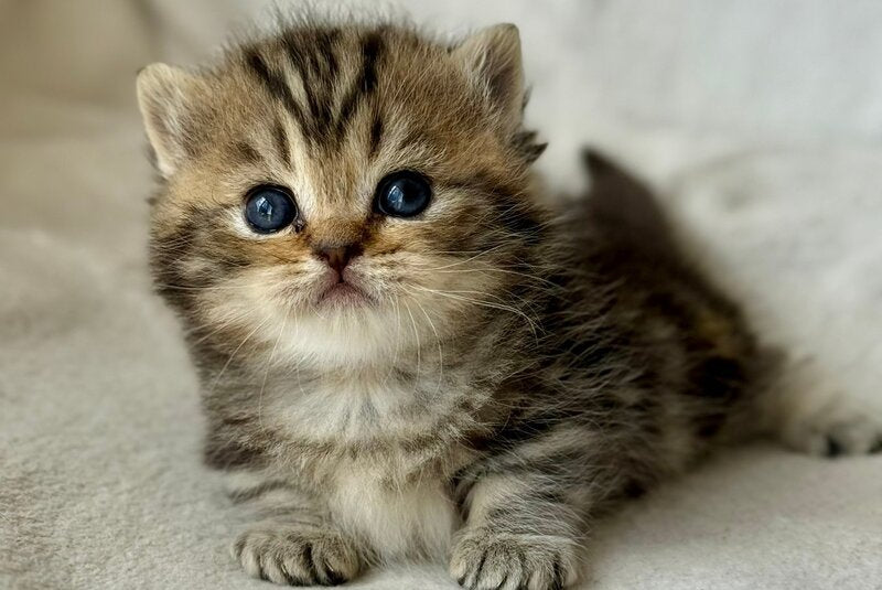 Umi Munchkin female, black tabby
