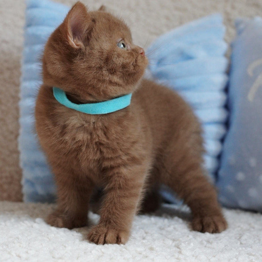 Ugo British Shorthair male, cinnamon