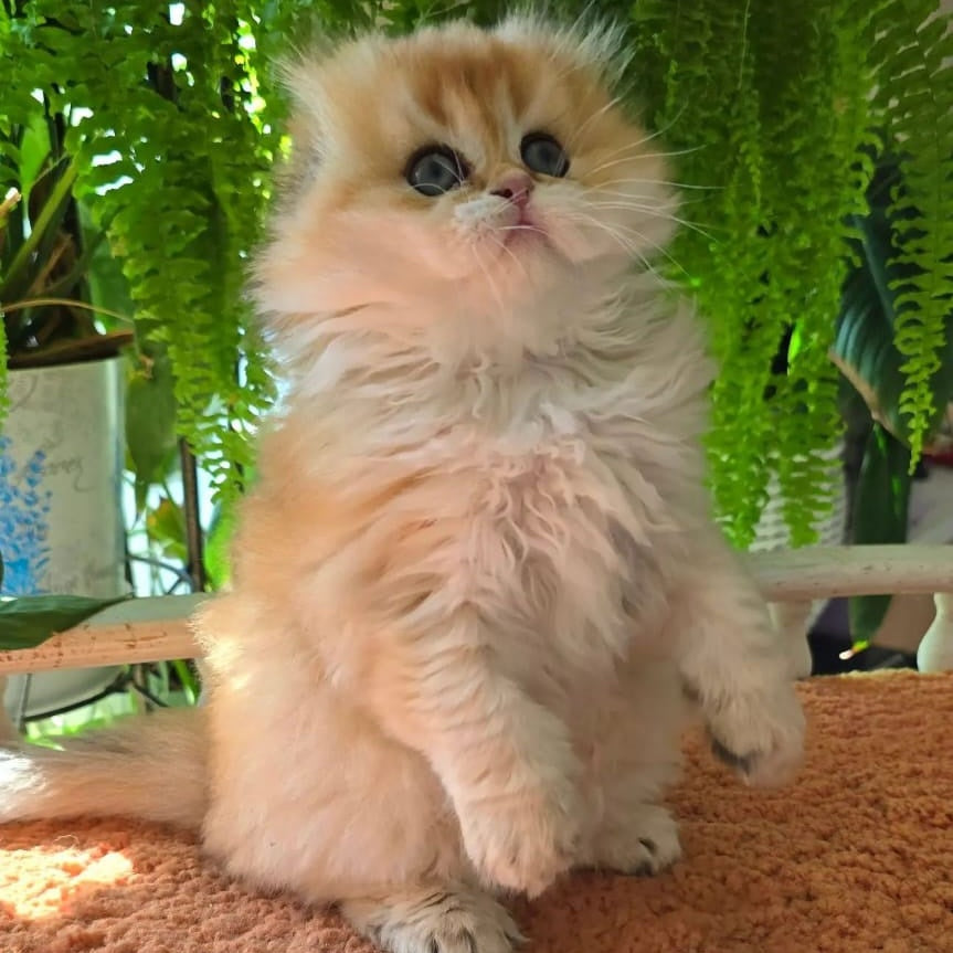 Jin Scottish Fold male, black golden shaded