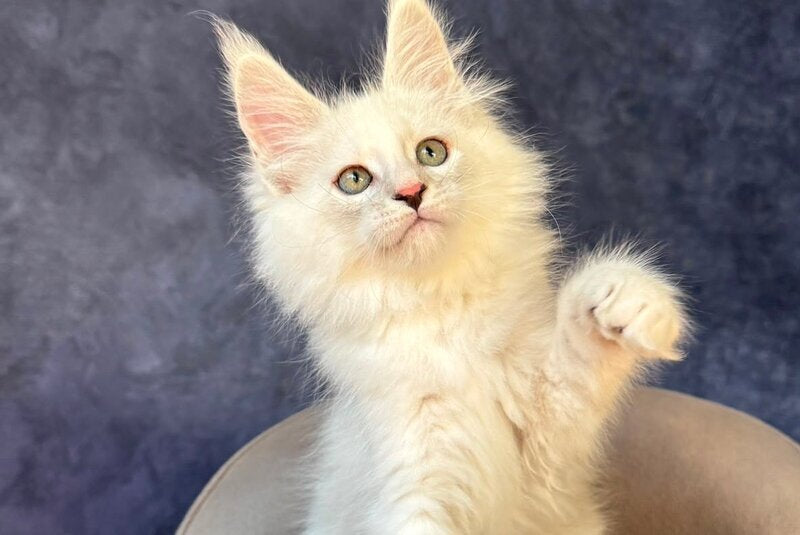 Glen Ellen Maine Coon female, black tortie silver shaded