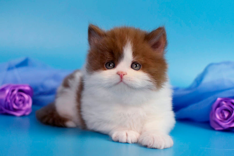 Vanessa British Longhair female cinnamon bicolour - live animals