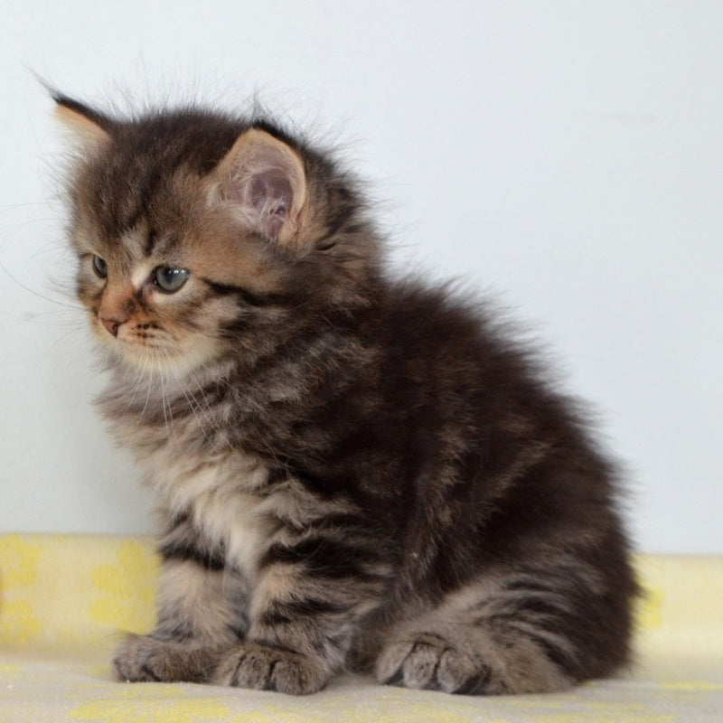 Tiffany Siberian female, black tabby