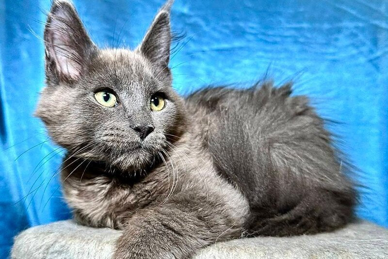 Marcus Maine Coon male, blue