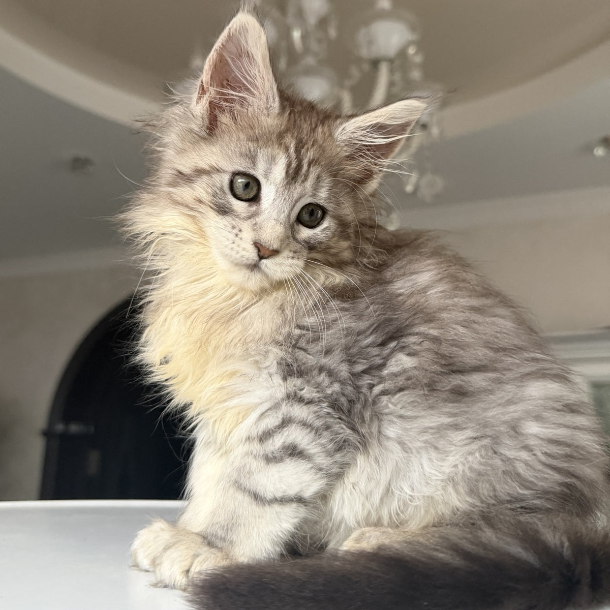 Evita Maine Coon female, black silver tabby