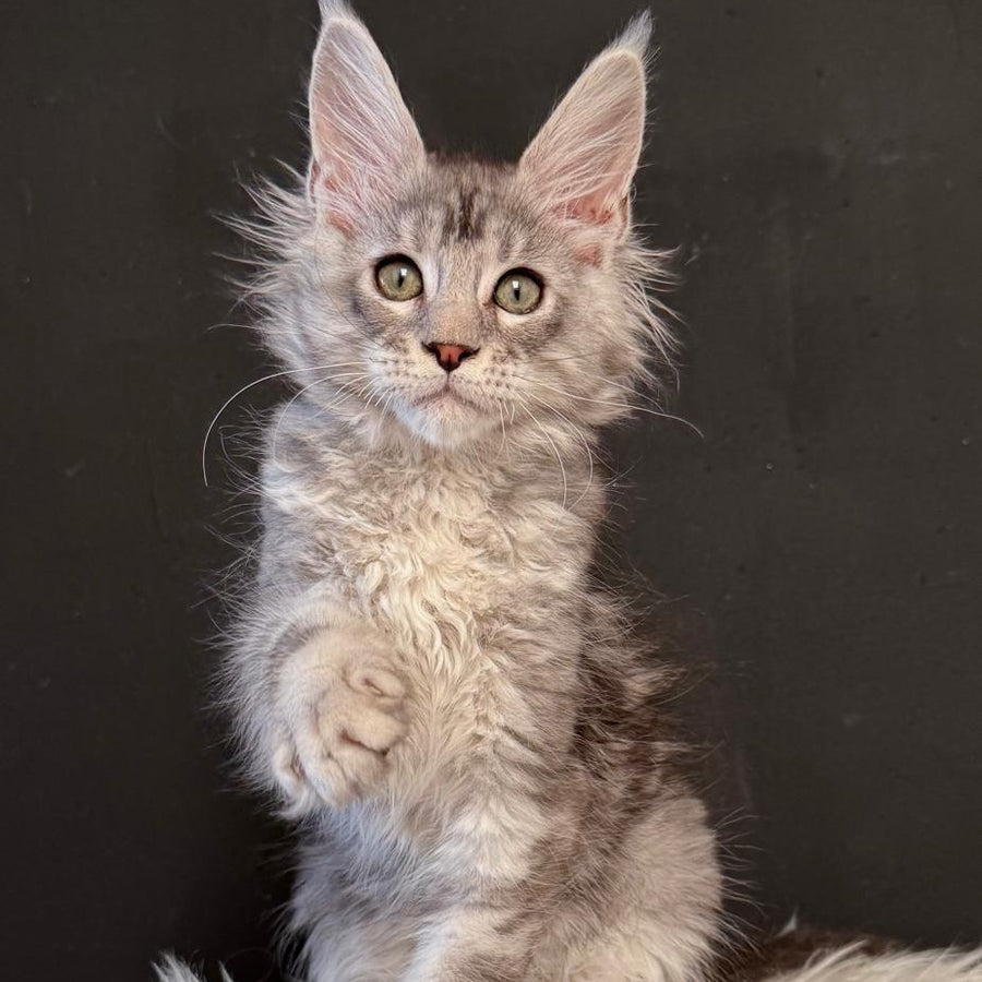 Lavr Maine Coon male, black silver tabby