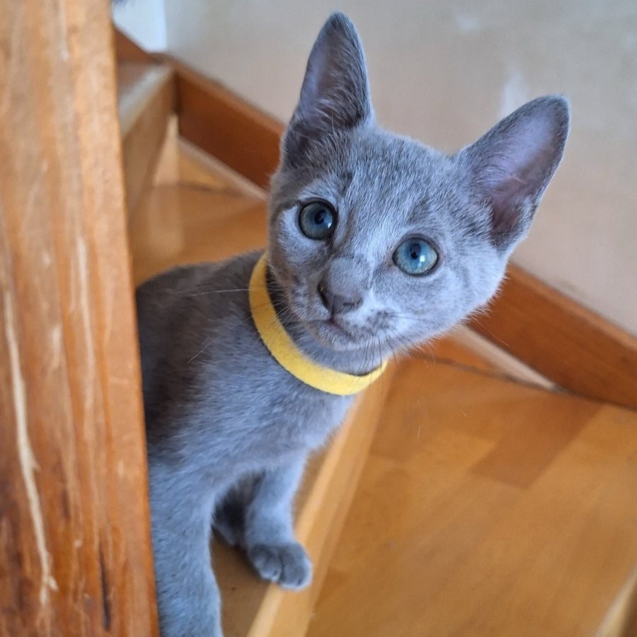 Camilla Russian Blue female, blue
