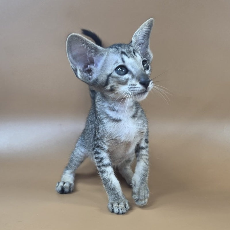 Yara Oriental Shorthair female, black spotted tabby