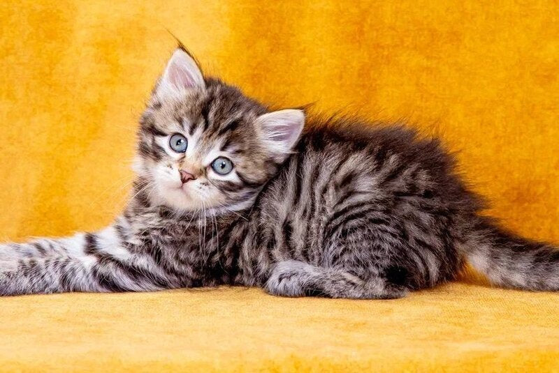 Dastin Siberian male, black spotted tabby