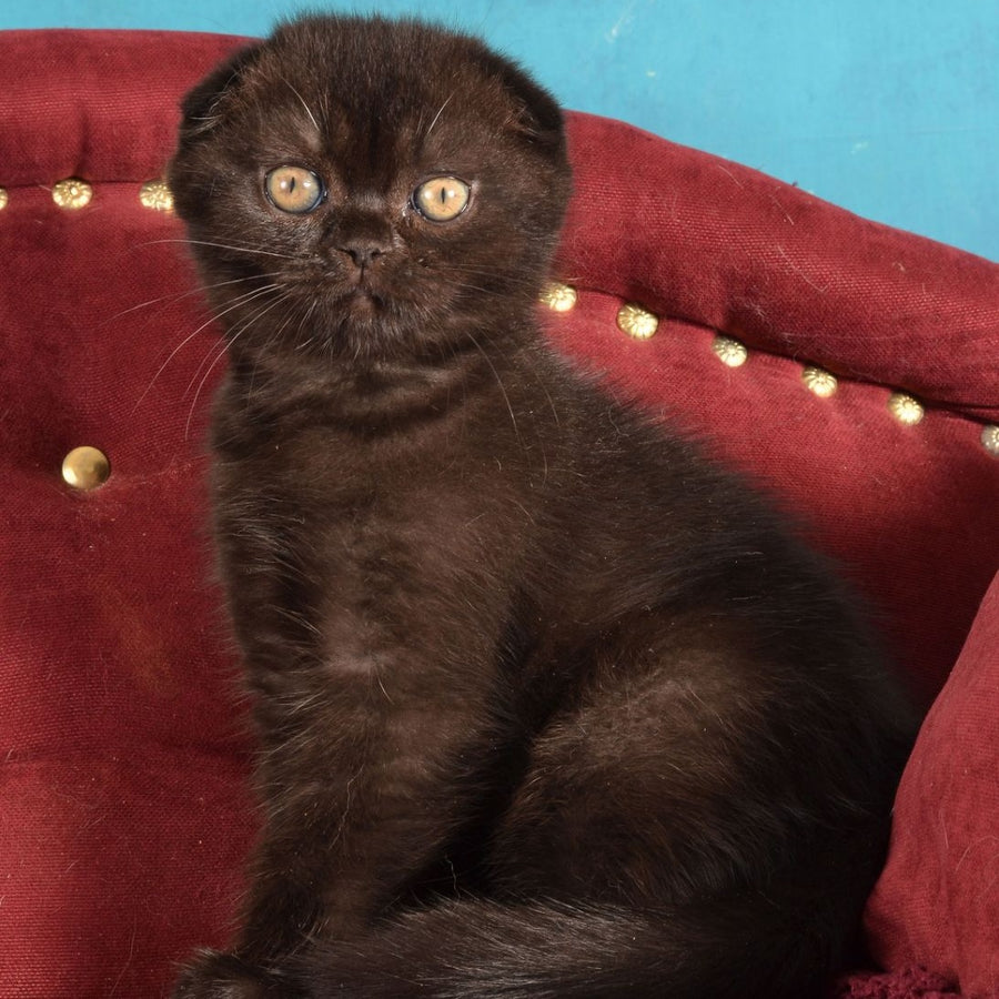 Imbir Scottish Fold male, black