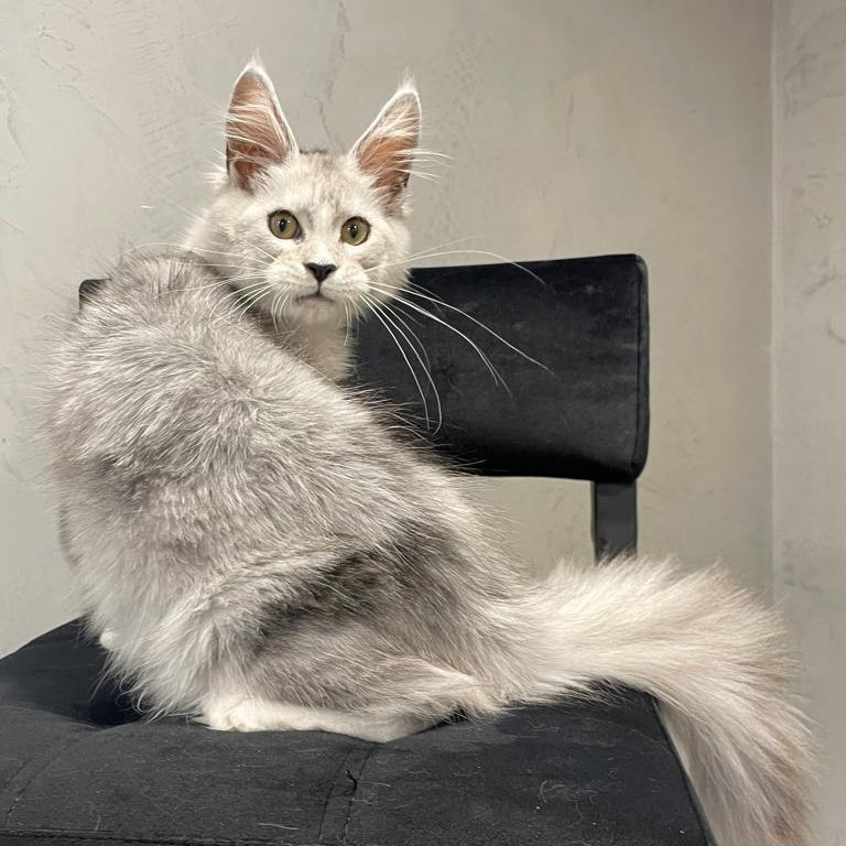 Kira Maine Coon female, black silver bicolour ticked tabby
