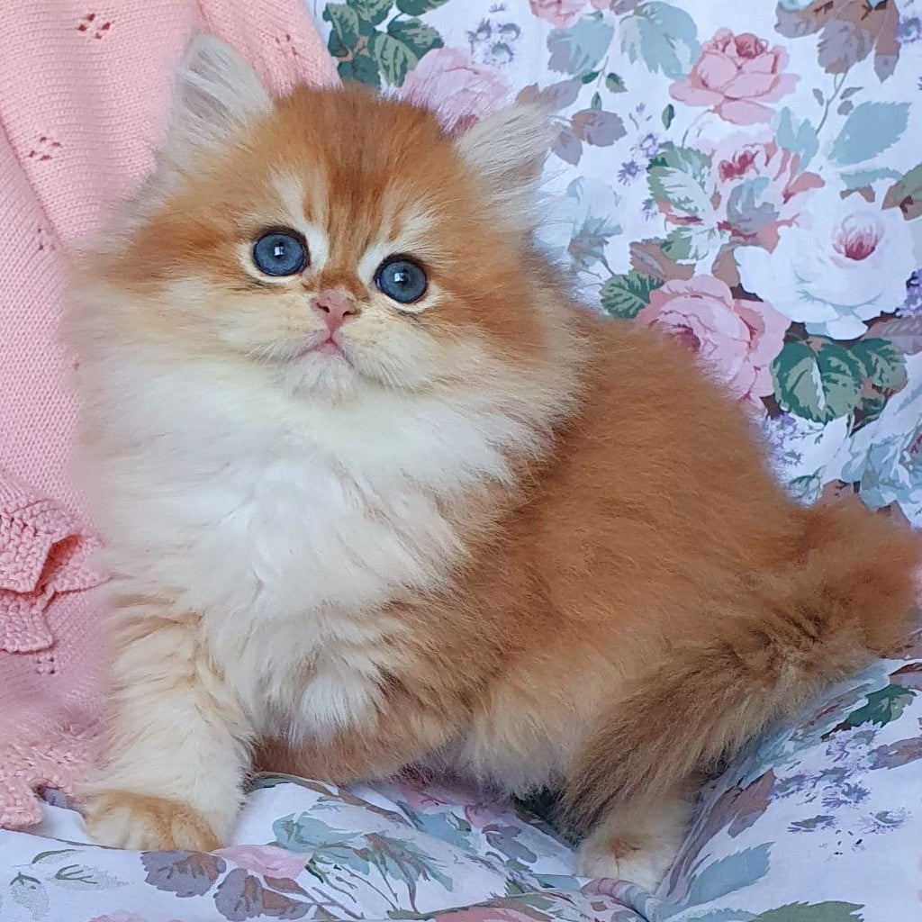 Arisha British Longhair female, black golden chinchilla