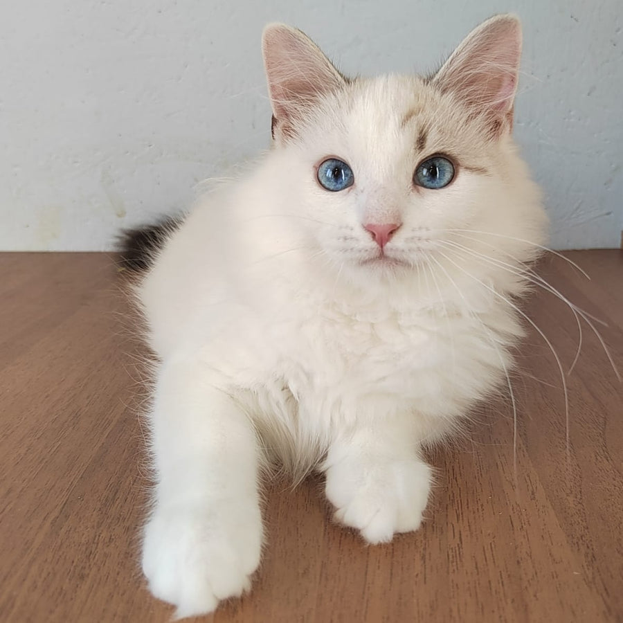 Izium Siberian male, blue tabby pointed bicolour
