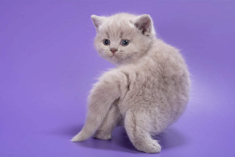 Paloma British Shorthair female, lilac
