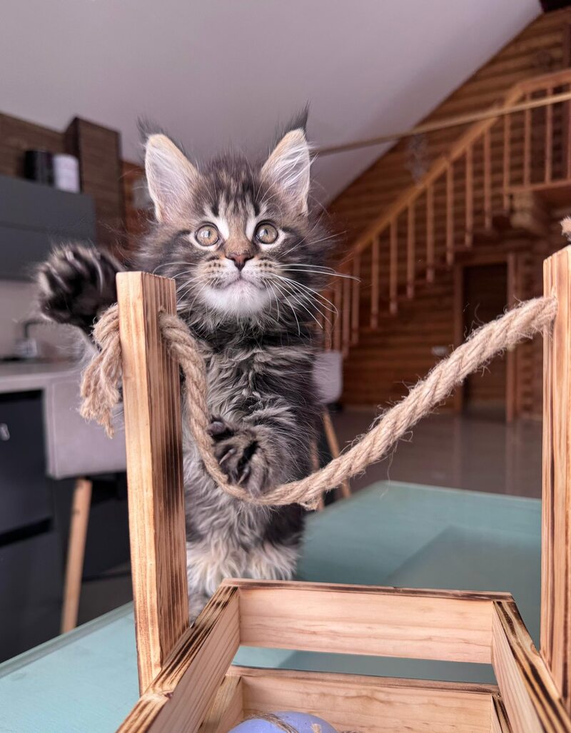 Georgina Maine Coon female black spotted tabby - live animals