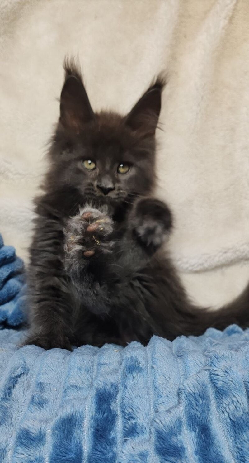 Winston Maine Coon male blue - live animals