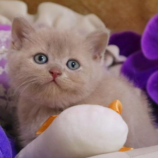 Cake British Shorthair male, fawn