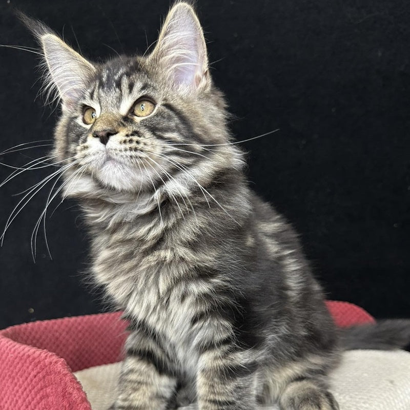 Casper Maine Coon male, black tabby