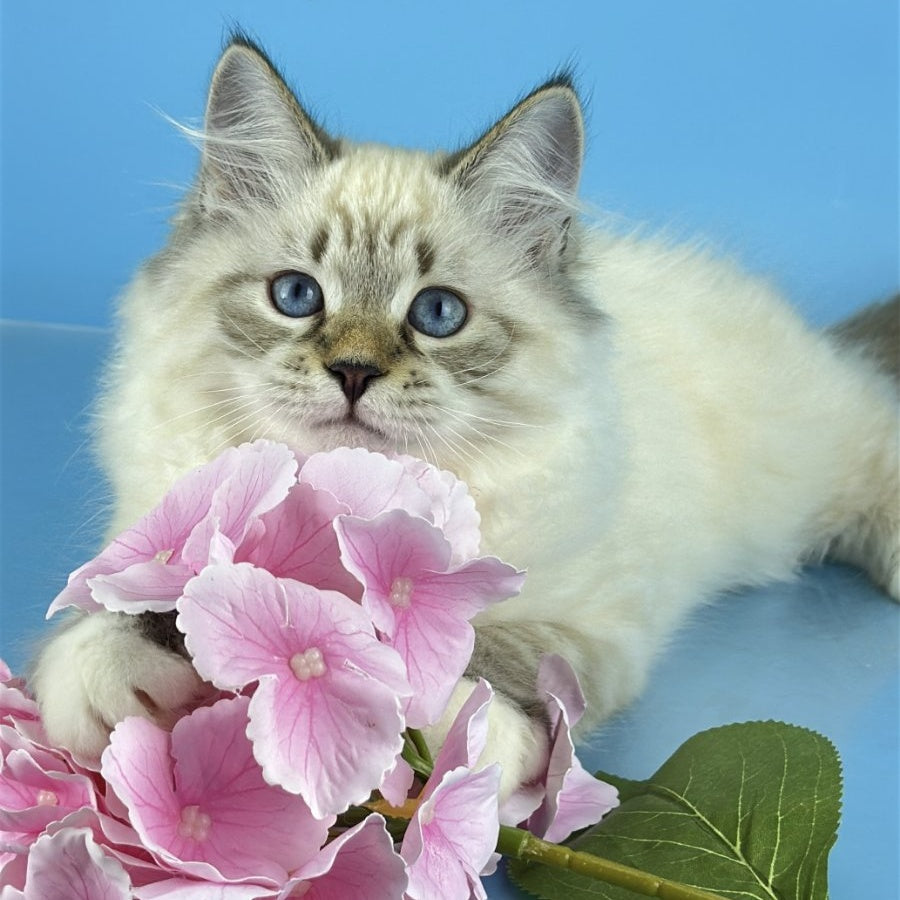 Arctic Siberian male, black tabby pointed bicolour
